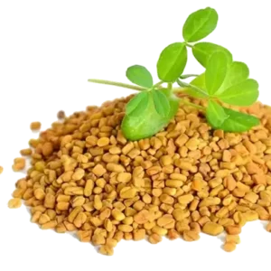Fenugreek_methi