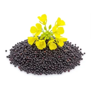 Red Maghi Mustard Seeds